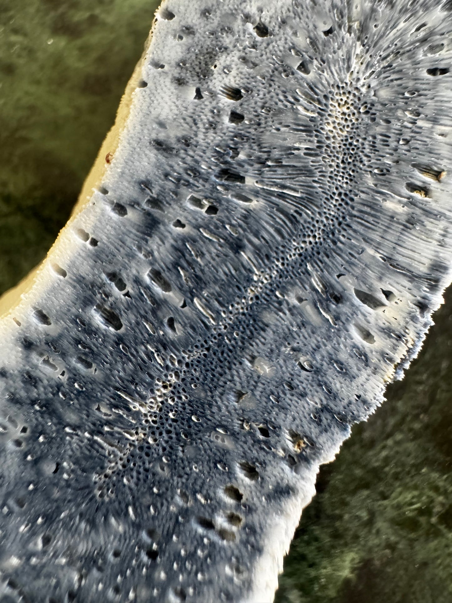 Close-up of blue and white coral with porous texture.
