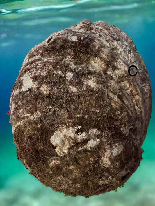 Abalone Shell (C) - Main Street Crystals & Minerals