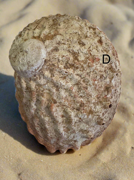 Abalone Shell (D) - Main Street Crystals & Minerals