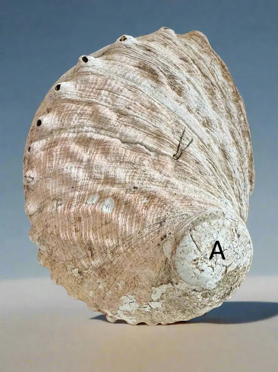 Abalone Shell smudging bowl A side view