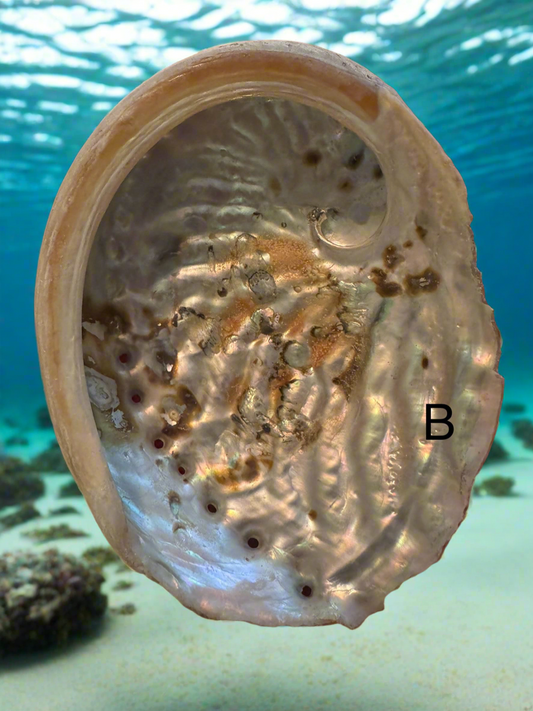 Abalone Shell (B) - Main Street Crystals & Minerals