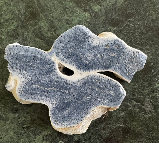 Close-up of a polished piece of blue and white fossilized coral on a green marble surface.