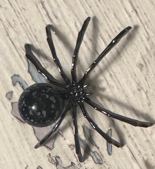 Overhead shot of a black spider with long, spindly legs.