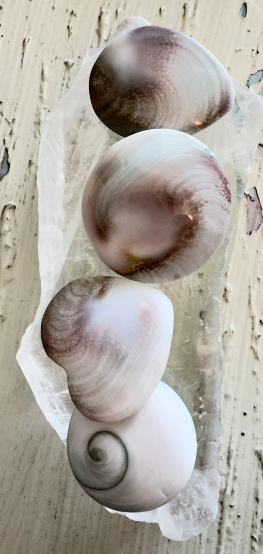 Shiva Shells Pacific Cat's Eye natural ocean specimens