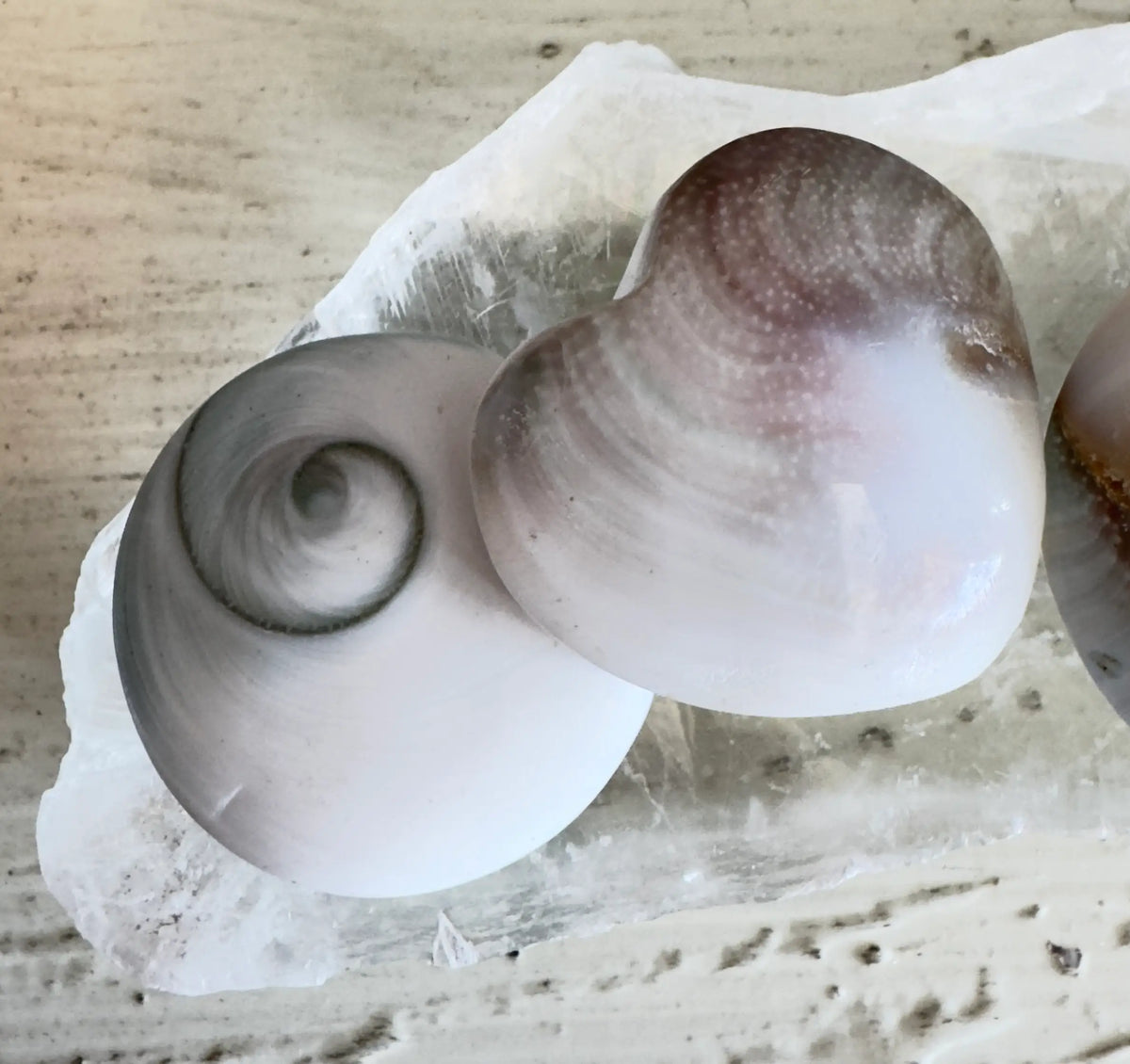 Shiva Shells Pacific Cat's Eye shells close-up