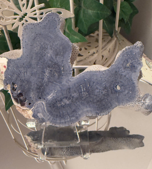 Blue polished coral on a clear stand, mirrored reflection, decorative white birdcage with green ivy.