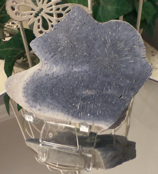 Polished blue-gray stone with white border, displayed on clear stand.