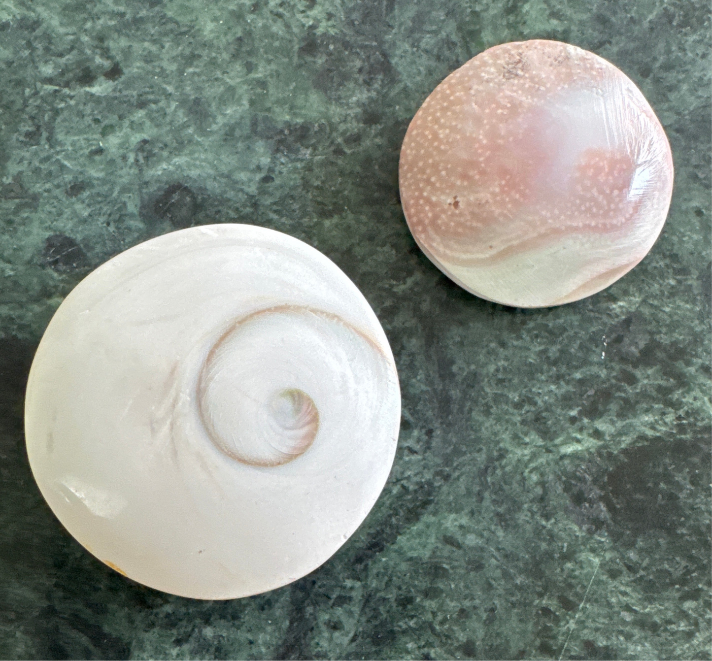 Two polished sea shells, one white with a spiral, and one pink, against a dark green marble surface.