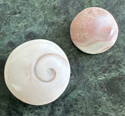 Two polished sea shells, one white with a spiral, and one pink, against a dark green marble surface.