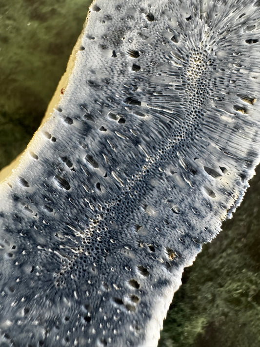 Close-up of blue and white coral with porous texture.
