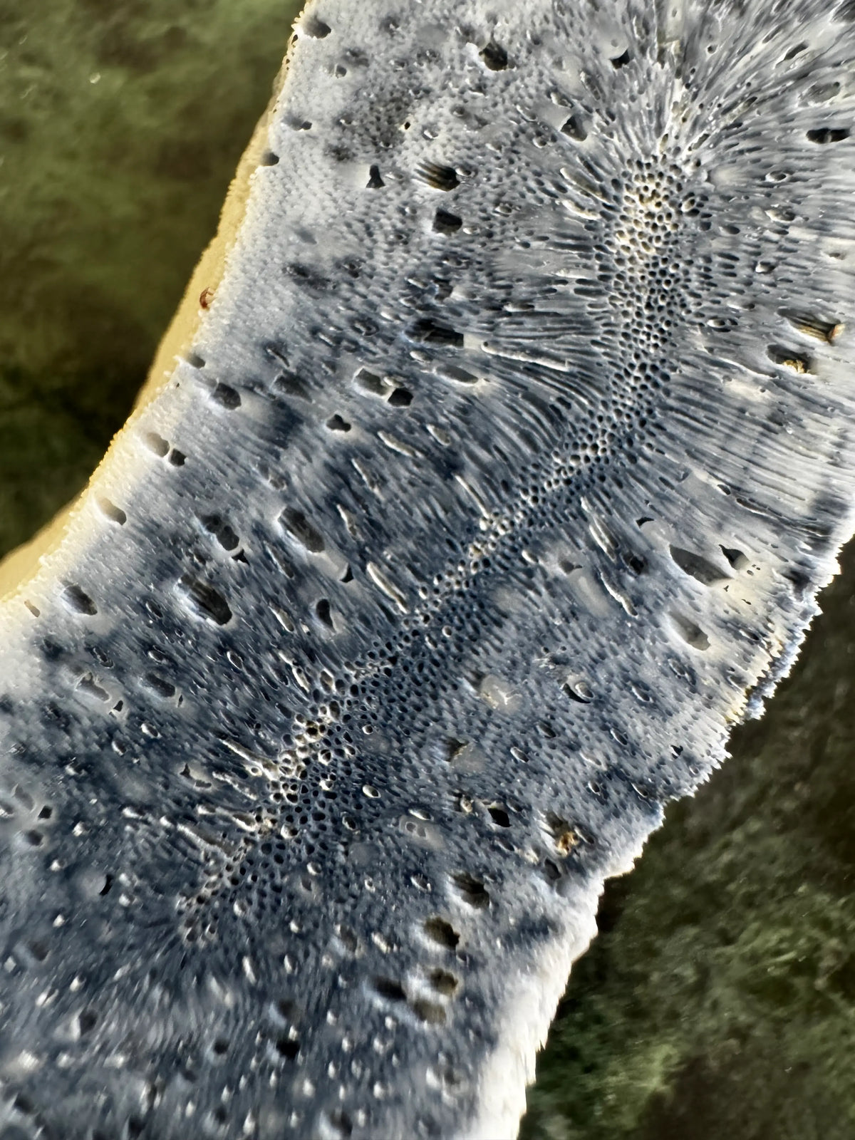 Close-up of blue and white coral with porous texture.
