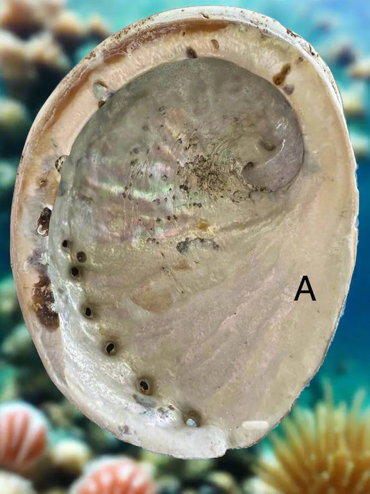 Abalone Shell smudging bowl A iridescent interior