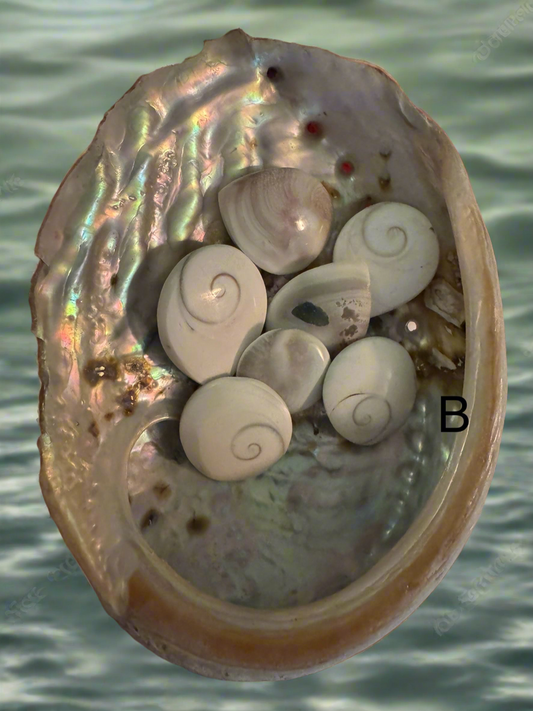 Abalone Shell (B) - Main Street Crystals & Minerals