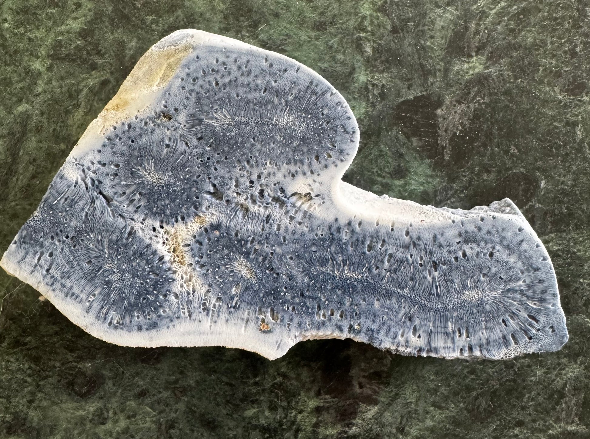 Polished, blue-gray fossilized coral with white edges on a green marble surface.