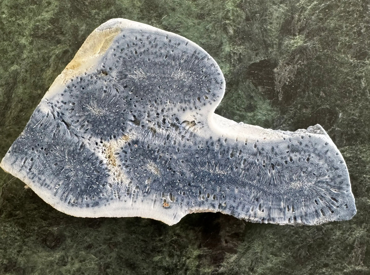Polished, blue-gray fossilized coral with white edges on a green marble surface.