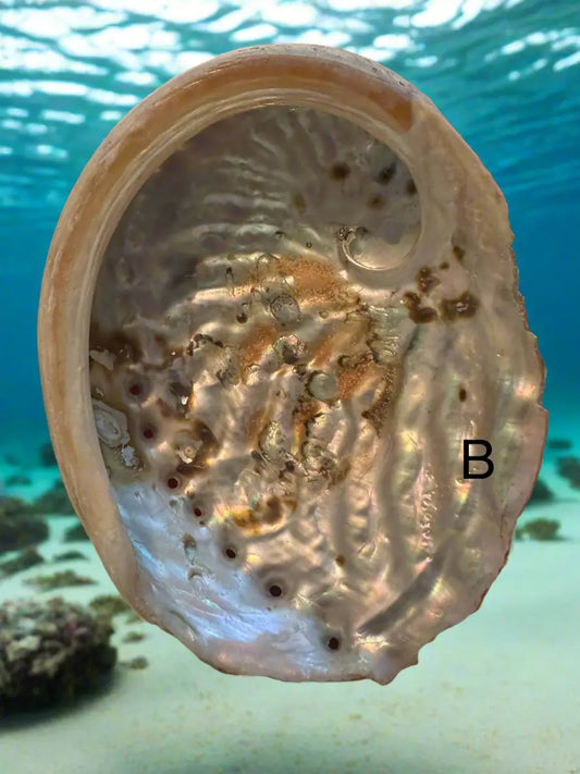 Abalone Shell smudging bowl B iridescent interior