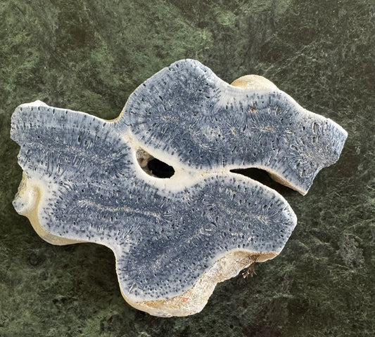 Natural Blue Ridge Coral Slab A polished blue and white coral