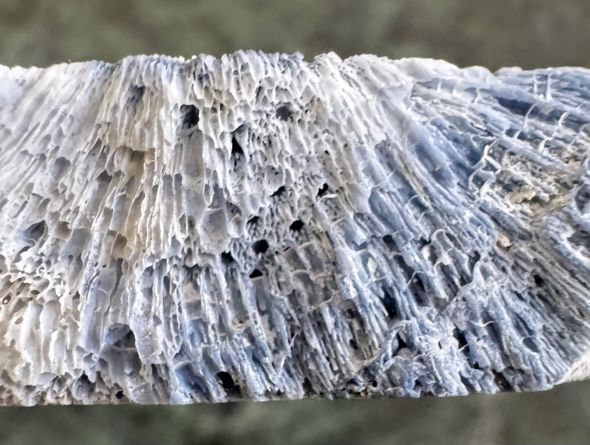 Close-up of bluish-white coral with porous texture.
