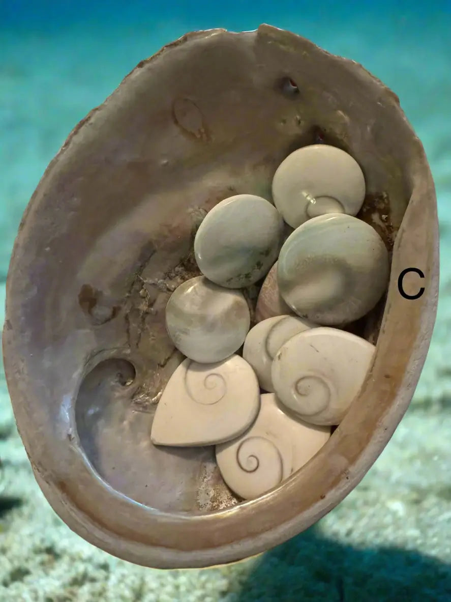 Abalone Shell smudging bowl C side view
