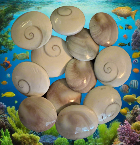 A collection of glossy, round shells with spiral markings is arranged against a vibrant backdrop of a coral reef teeming with colorful fish.