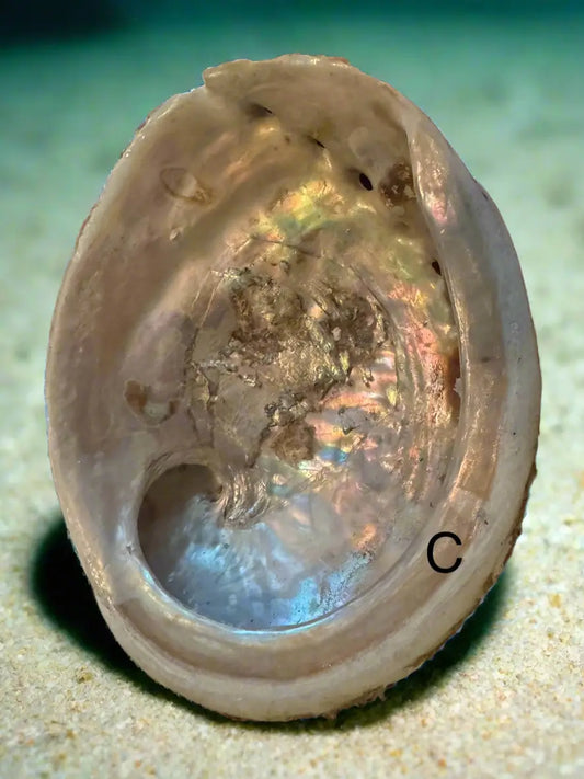 Abalone Shell smudging bowl for emotional healing and ocean energy