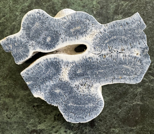 Gray and white coral fossil on a dark green marbled surface.