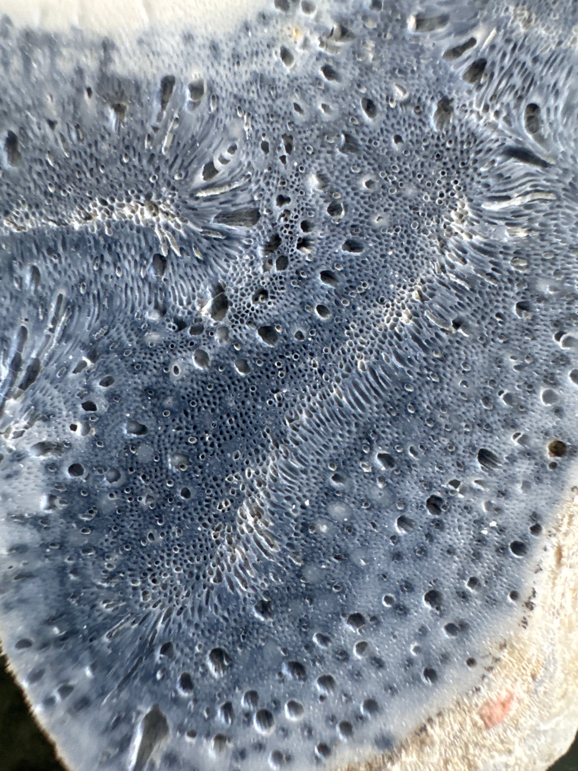 Close-up of porous blue coral texture.