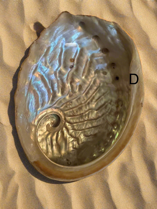 Abalone Shell (D) - Main Street Crystals & Minerals