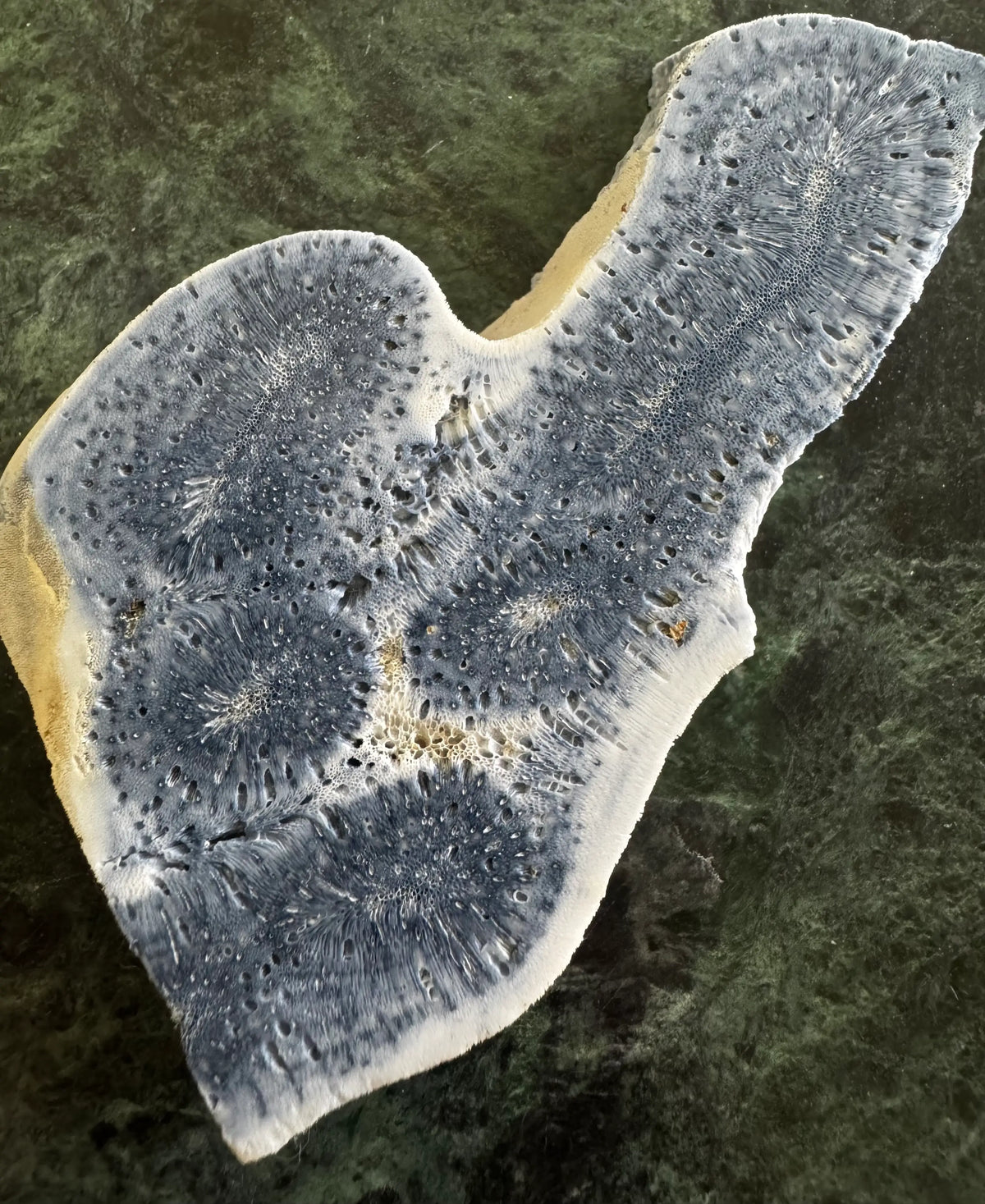A blue and white polished coral fossil on a green marble surface.