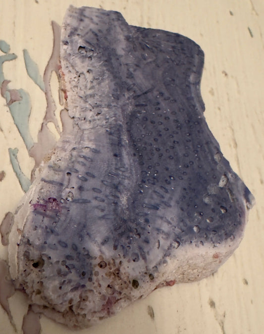 Natural Blue Ridge Coral slab C close-up