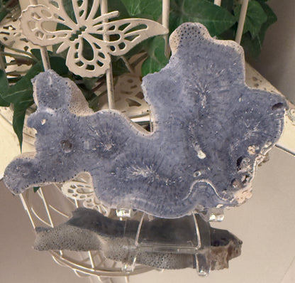 Gray and white coral on a clear stand, against a decorative backdrop.