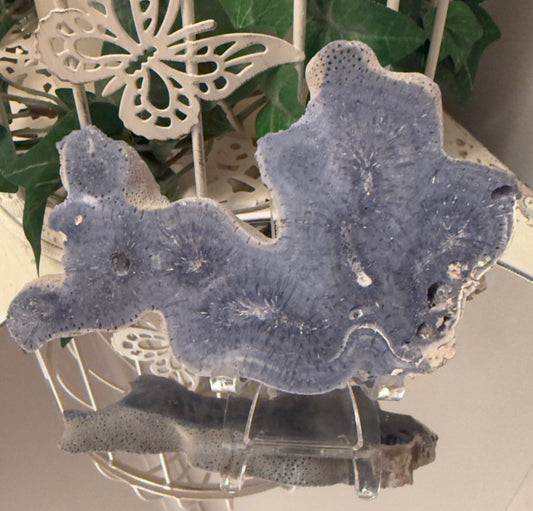 Gray and white coral on a clear stand, against a decorative backdrop.