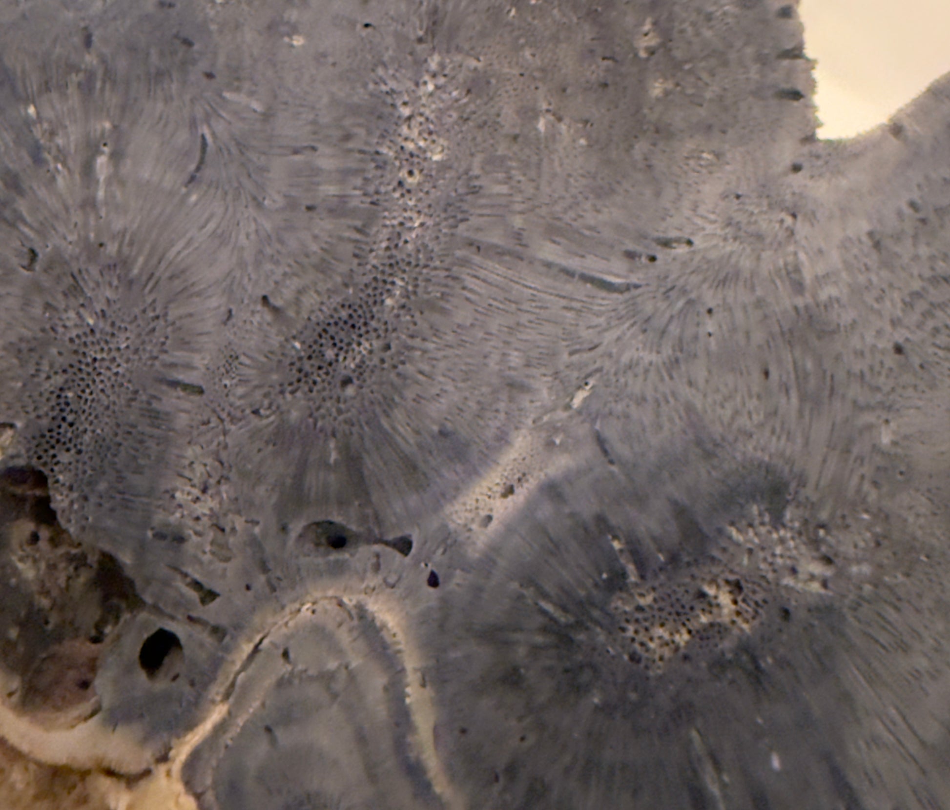 Close-up of gray petrified coral with radiating, patterned structure.