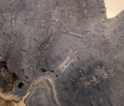 Close-up of gray petrified coral with radiating, patterned structure.