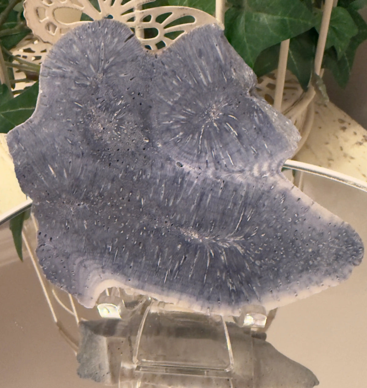Polished piece of grey fossilized coral on a clear plastic stand.