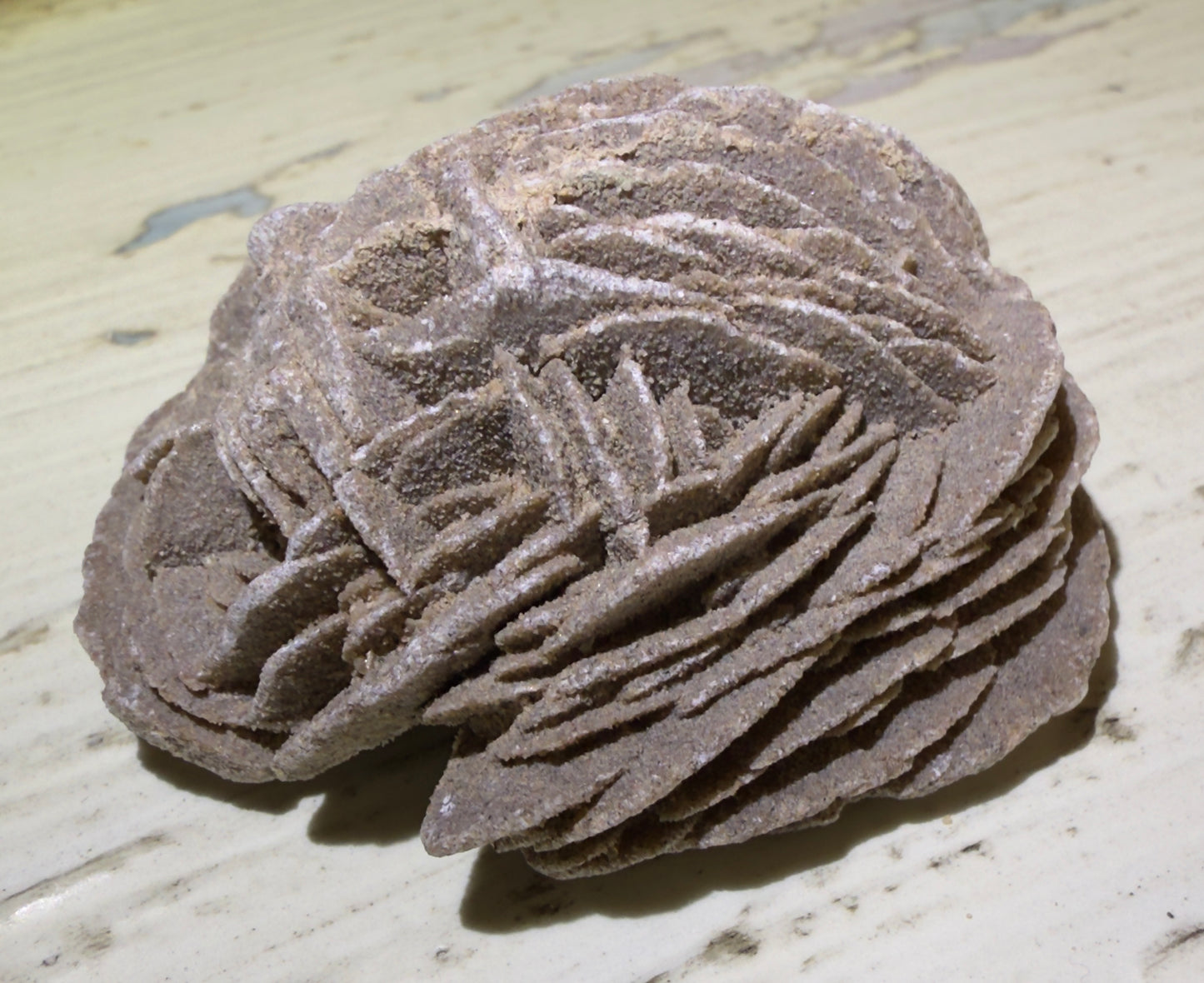 Close-up of a tan-colored desert rose crystal formation on a light surface.