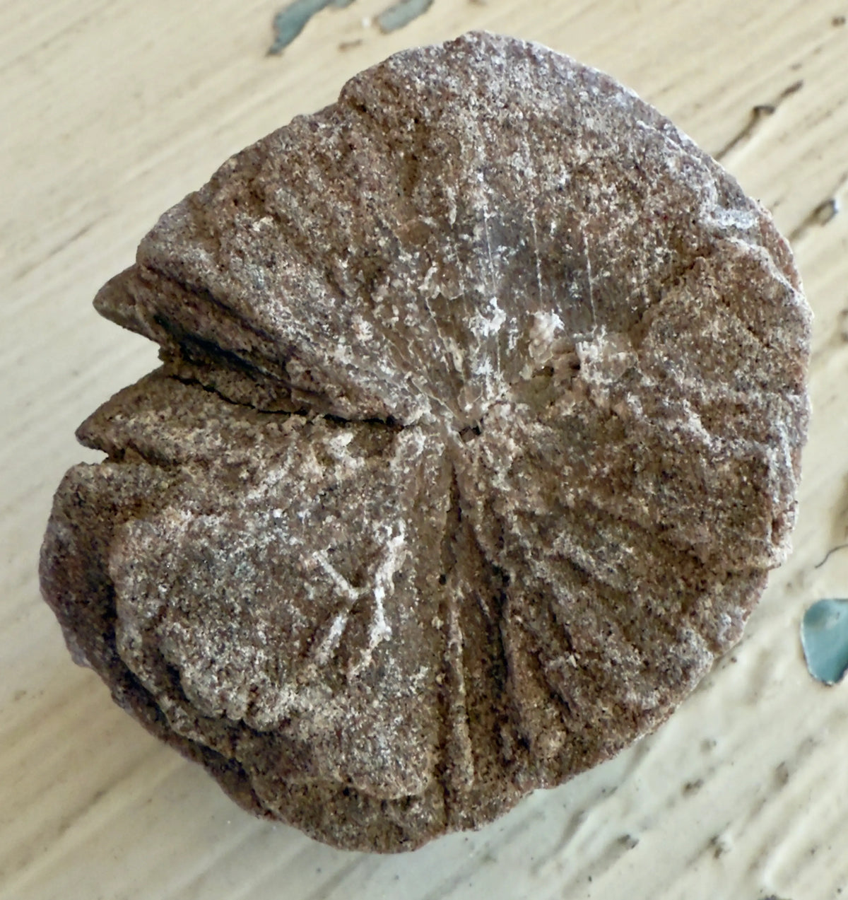 Fossilized coral head with a radiating pattern and rough texture.