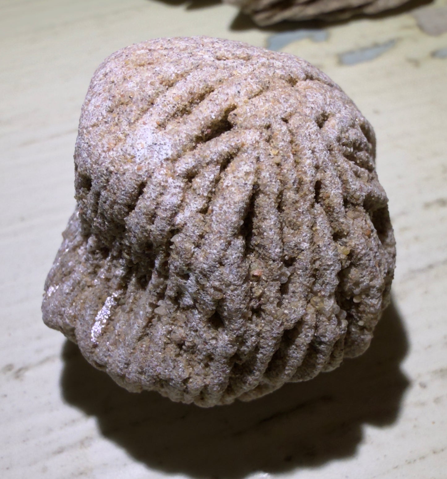 Tan, textured rock with ridged pattern.